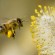 tepung bee pollen